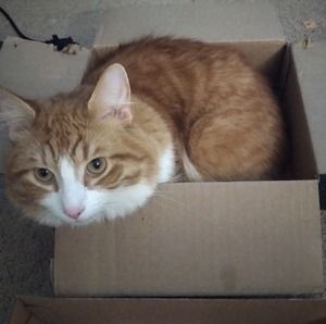 Meet your Posher, Patrick